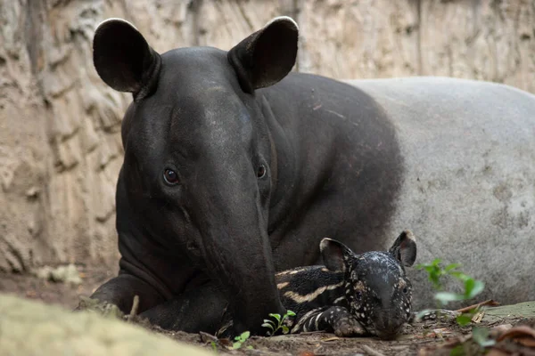 Newborn of baby tarpir — Stock Image Newborn of baby tarpir Stock Image