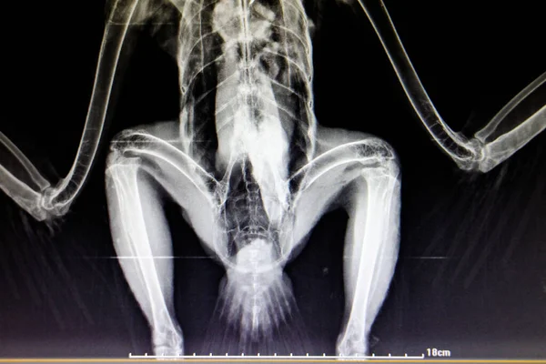 Латеральная рентгеновская пленка птицы Лицензионные Стоковые Изображения
