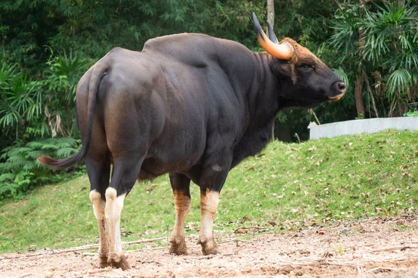Gaur in the zoo Stock Photos, Royalty Free Gaur in the zoo Images | Depositphotos Gaur in the zoo Stock Photos, Royalty Free Gaur in the zoo Images | Depositphotos