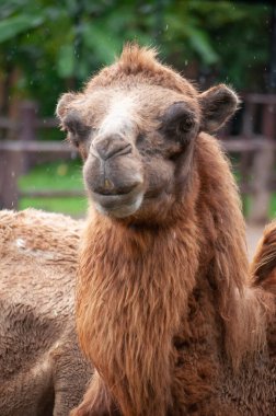 bactrian deve