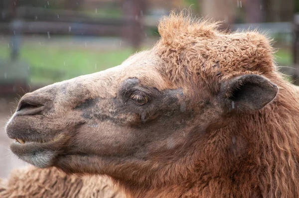 Baktrisches Kamel — Stockfoto