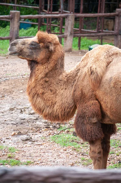 Baktriska kamelen — Stockfoto