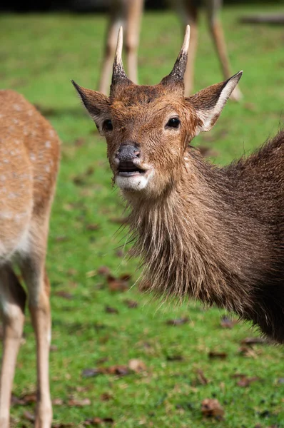 Dirty male deer — Stock Photo, Image