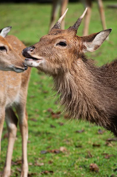 Dirty male deer — Stock Photo, Image