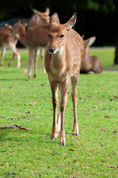 Mladý jelen sika na poli — Stock fotografie