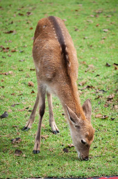 Giovane sika cervo nel campo — Foto Stock