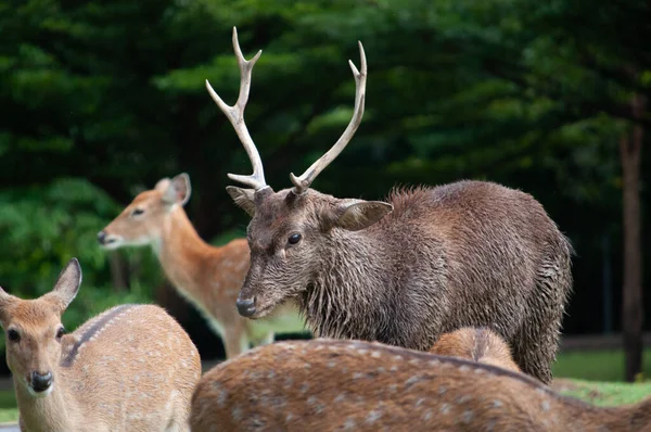 Sale mâle cerf — Photo