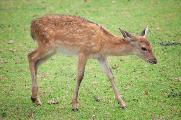 Baby sika herten — Stockfoto