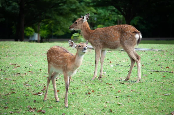 Baby sika herten — Stockfoto