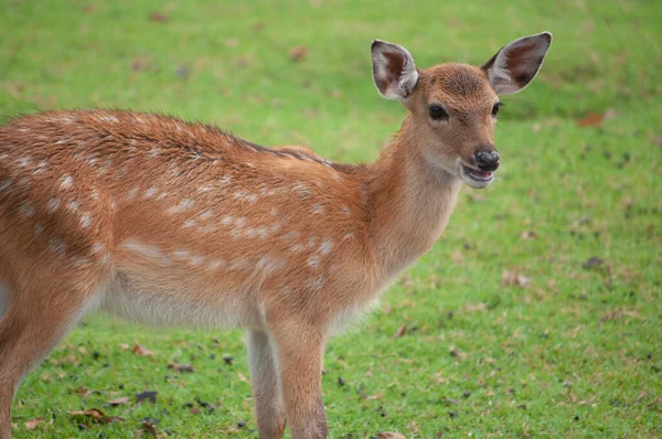 Baby sika deer — Stock Photo, Image