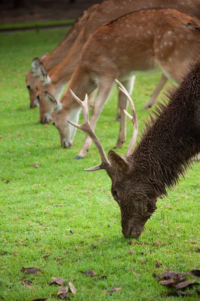 Dirty male deer — Stock Photo, Image