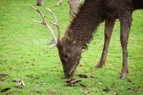 Dirty male deer — Stock Photo, Image