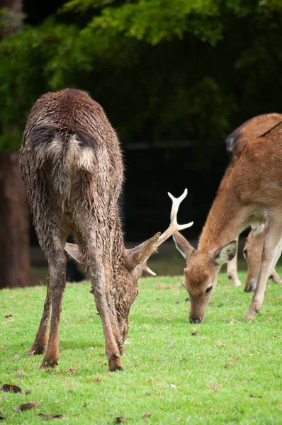 Dirty male deer — Stock Photo, Image