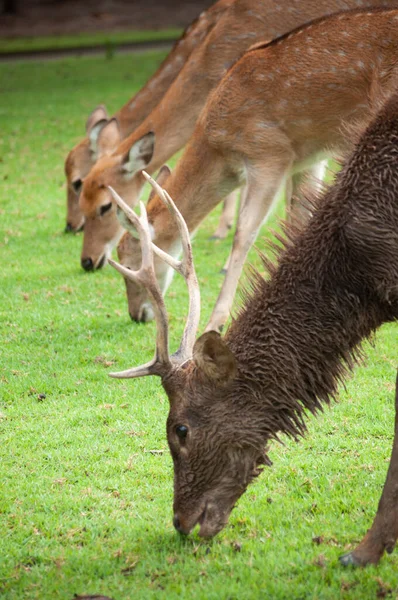 Dirty male deer — Stock Photo, Image