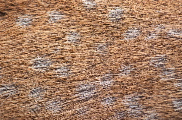 Peli di cervo sika — Foto Stock