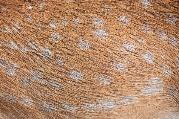 Sika włosy jelenia — Zdjęcie stockowe