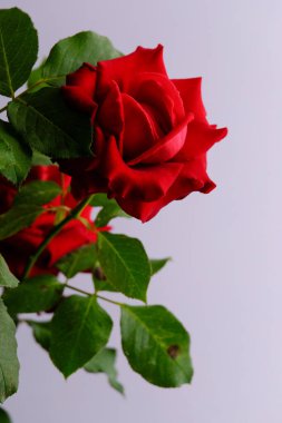 Romantik Sevgililer Günü için güller
