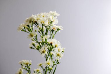 Romantik Sevgililer Günü için daha güzel bir çiçek.