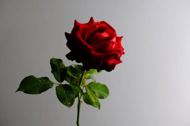 Romantik Sevgililer Günü için güller