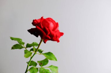 Romantik Sevgililer Günü için güller