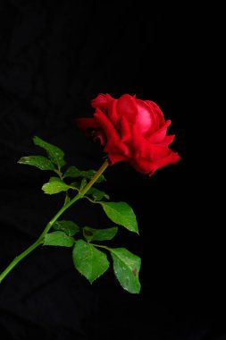 Romantik Sevgililer Günü için güller