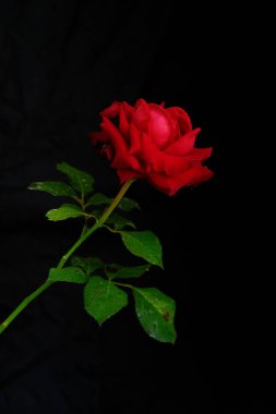 Romantik Sevgililer Günü için güller