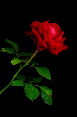 Romantik Sevgililer Günü için güller