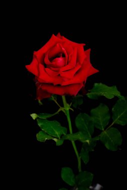 Romantik Sevgililer Günü için güller