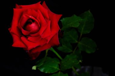 Romantik Sevgililer Günü için güller