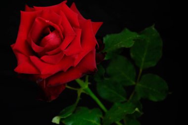 Romantik Sevgililer Günü için güller