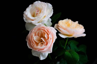 Romantik Sevgililer Günü için güller