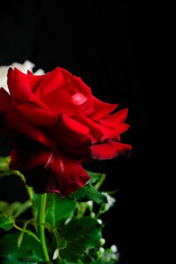 Romantik Sevgililer Günü için güller