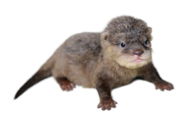 Bebek otter