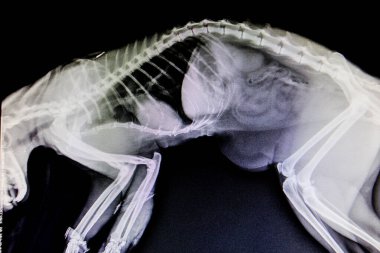 X-ray images of wild animal clipart
