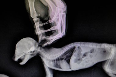 Vahşi hayvanın röntgen görüntüleri.