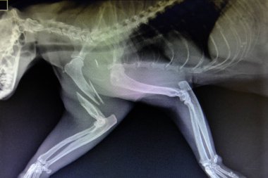 Vahşi hayvanın röntgen görüntüleri.