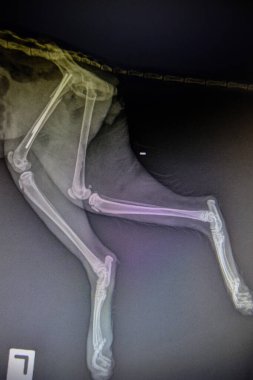 Vahşi hayvanın röntgen görüntüleri.