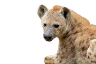 spotted hyena clipart