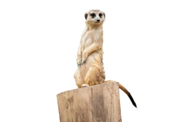 Meerkat clipart