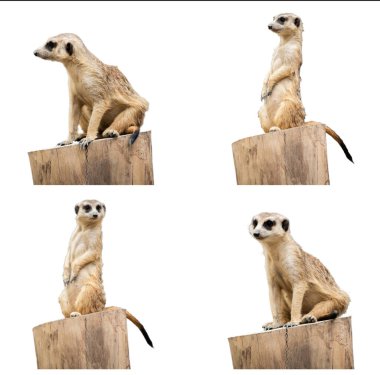 Meerkat clipart