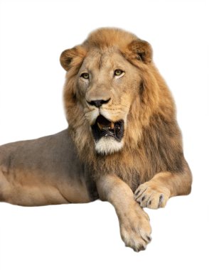 erkek aslan