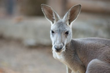 kanguru
