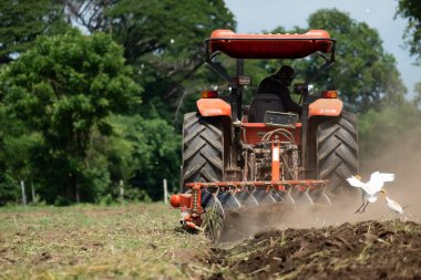 Çiftçiler yengeci yetiştirmek için traktörü kullanırlar..
