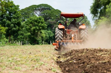 Çiftçiler yengeci yetiştirmek için traktörü kullanırlar..