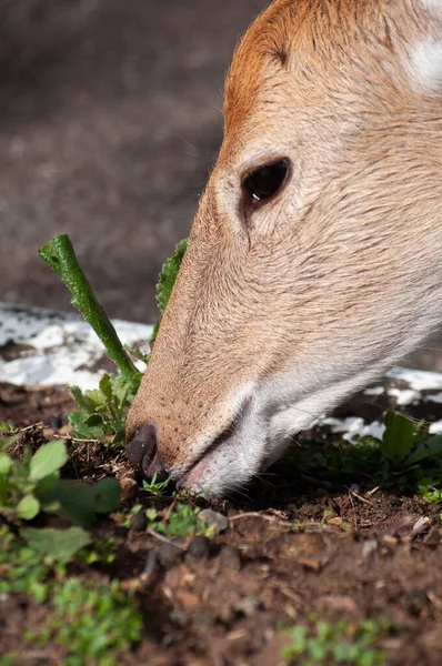 Sika deer are grazing on the ground. — Stock Photo, Image