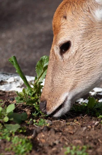 Sika deer are grazing on the ground. — Stock Photo, Image