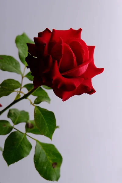 Rosas para o romântico Festival dos Namorados — Fotografia de Stock