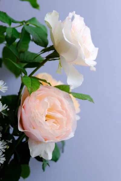 Roses for romantic Valentines Festival — Stock Photo, Image