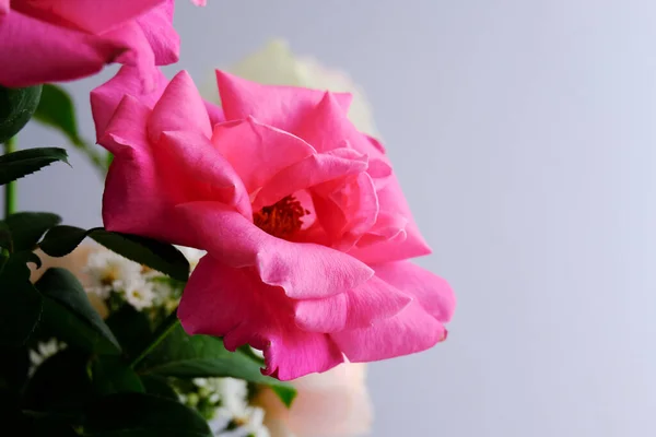 Rozen voor romantisch Valentijnsdag Festival — Stockfoto