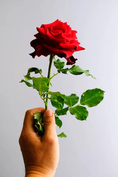 Roses for romantic Valentines Festival — Stock Photo, Image
